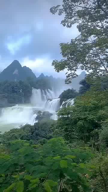 春雨直播app